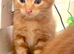 4 female kittens
