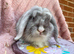 Mini lop boy