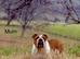 Health Bred KC Bulldogs | BOAS 0 Parents