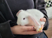 Mini lop rabbit