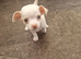 Chihuahua puppy's ready to leave