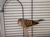 One baby goldfinch mule cock bird
