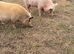 2 Juliana pigs for Rehoming.