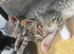 Bengal cross kittens