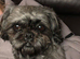 Beautiful shih tzu puppies