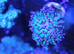Reverse hammer corals (1 head)