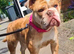 Kali is a Olde English bulldogs