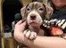 Beautiful Bundle of Staffy Boys