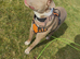 Bully breed
