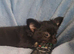 Last boy long coat chihuahua