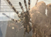 Poecilotheria (Pokies)