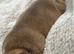 MICRO BULLY PUPPIES ️