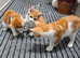 Kittens for sale