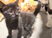 Kittens for rehome