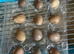 Chinese painted quail eggs