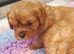 Beautiful cavalier King Charles puppies