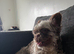 Fluffy frenchie