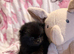 Teddy bear double coat fluffy Pom
