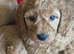 KC registered miniature poodles
