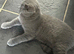 STUNNING BSH FEMALE FOR SALE