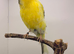 Lancaster male canary