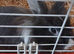 Female lionhead