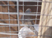 Diamond doves for sale.