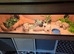 Grey 5year old beautiful corn snake full set up
