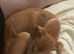 Daisy needs a new home