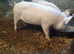 Weaners