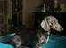 Miniature Dachshund for sale.