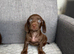 Miniature Dachshund