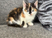 British shorthaired cross Persian kittens