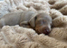 Miniature daschund pups