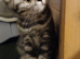 Kittens looking for home