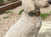 HANDSOME POODLE, CHARLIE