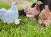 Pekin girls different colours
