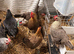 Hybrid Laying Hens &ndash; &pound;20 Each