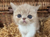 chunky cream exotic female