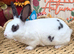 Mini Rex Kits for RESERVE
