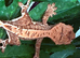 Stunning baby crested geckos