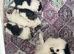 5* K C Registered Pomeranians puppies