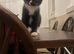Last beautiful kitten - Girl