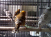 Lizard canaries 2 pairs