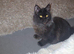 MAINE COON GIRL 8 Months