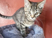 Female kitten for sale 15 weeks old