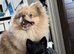 Still Available!! Gorgeous Little Pom-Chi-Mix Girl Puppy 6 months