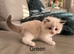 Seal bicolour & blue point ragdolls