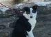 Border Collie bitch nearly a year old