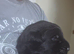 GSD. Litter of 3 - 2 boys available